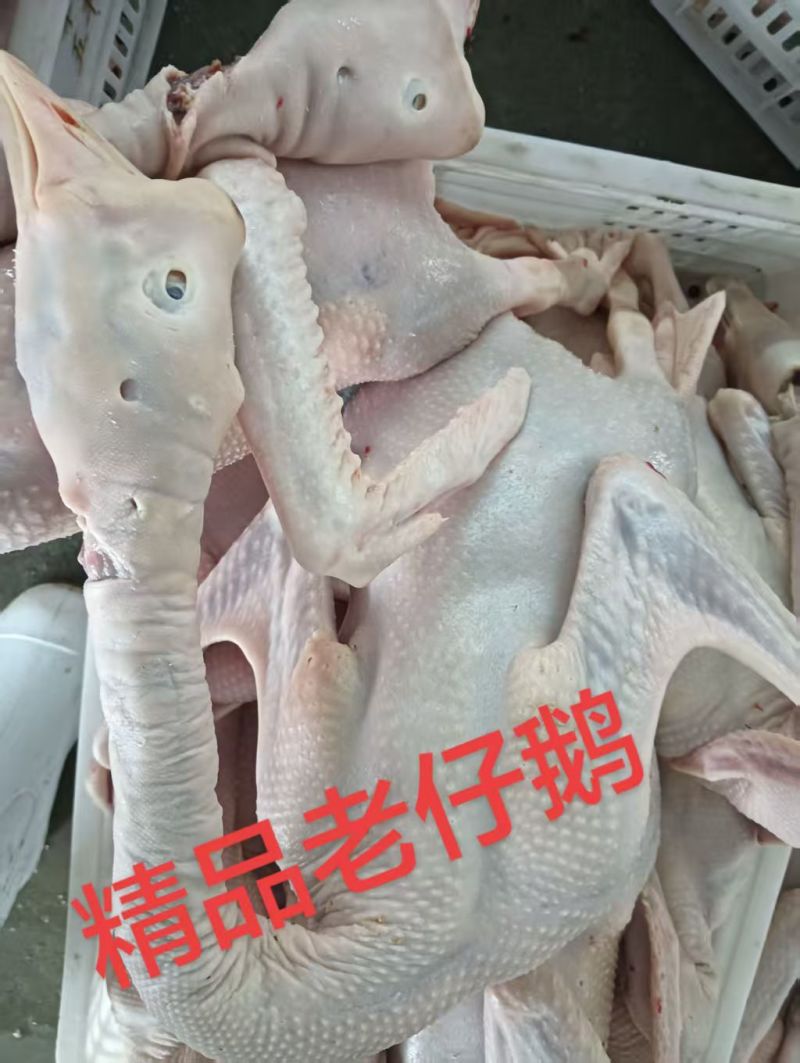 【精品】老水鹅/19.5公斤一箱/厂家直发/一件也是批发价！