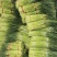 红帽蒜薹河南新鲜蒜薹《推荐》诚信商家欢迎来电