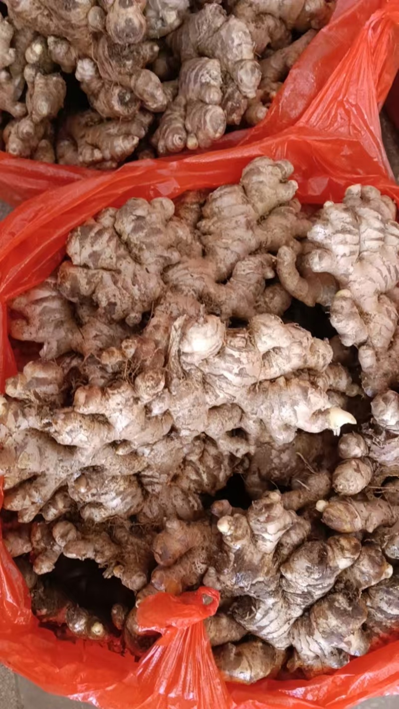 湖南大平头新鲜现挖