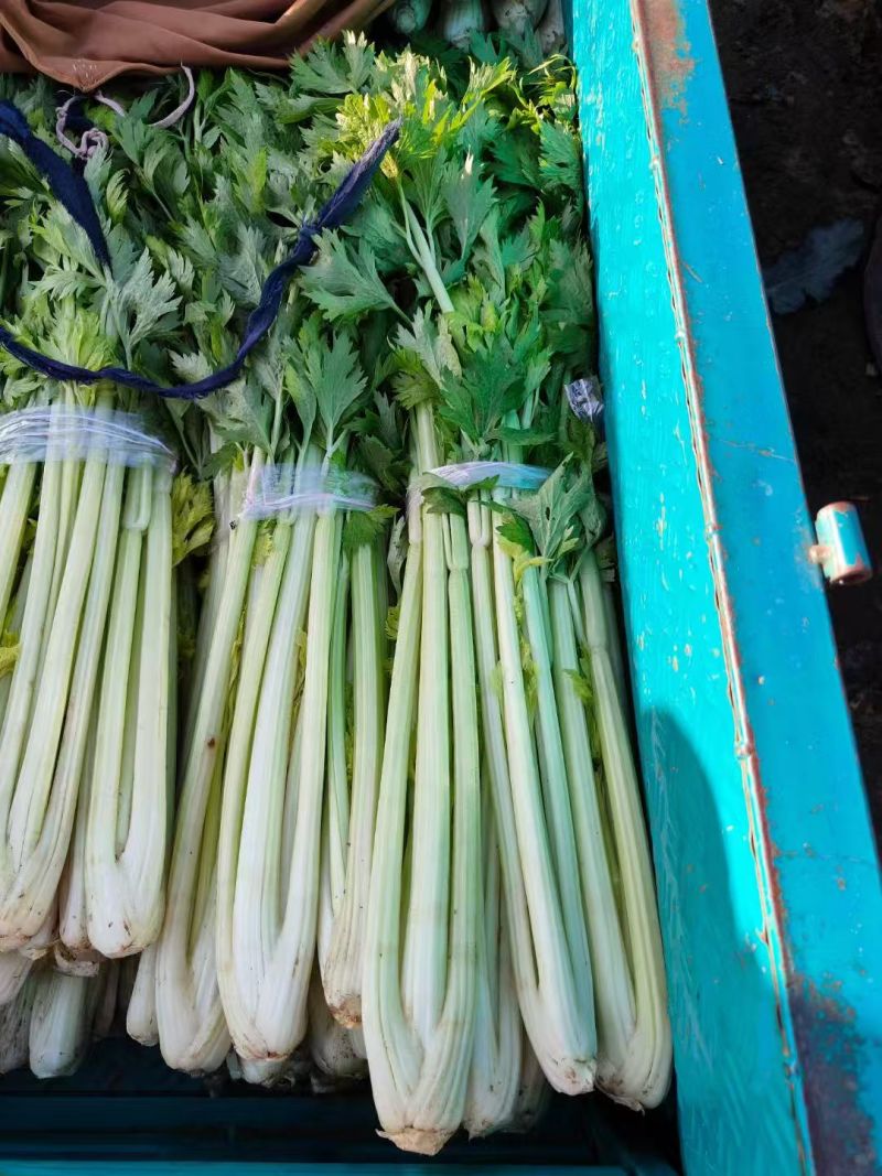 河南法国皇后芹菜新鲜脆嫩产地直批量大质优代办