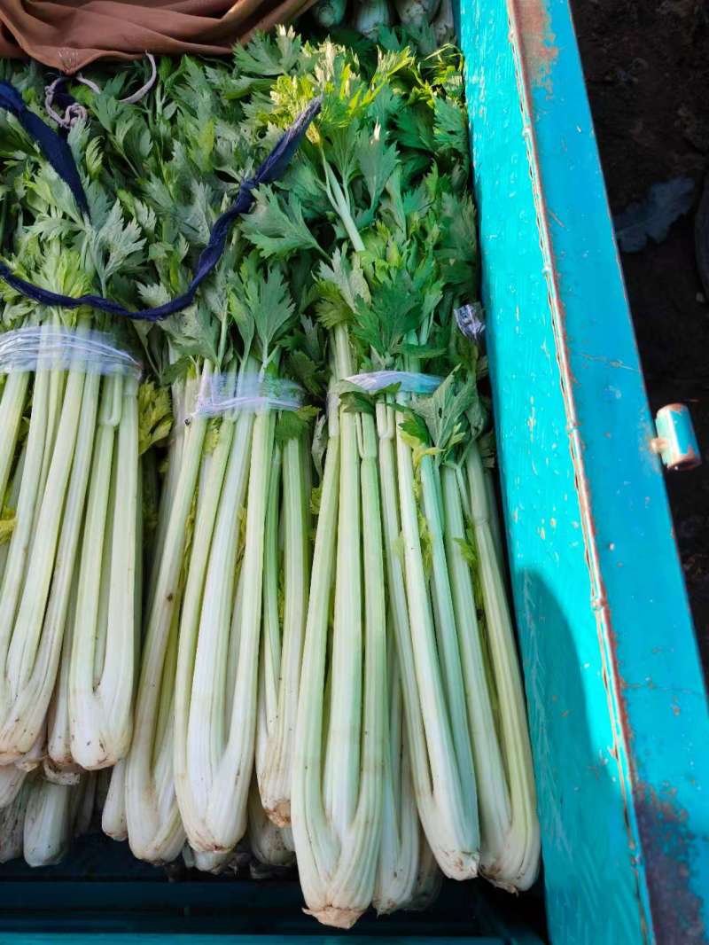 河南法国皇后芹菜新鲜脆嫩产地直批量大质优代办