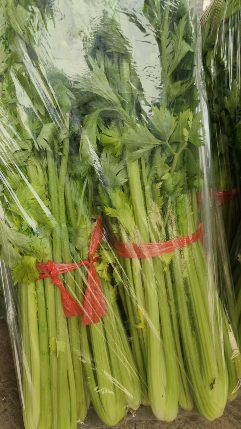 河南法国皇后芹菜新鲜脆嫩产地直批量大质优代办