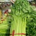 河南法国皇后芹菜新鲜脆嫩产地直批量大质优代办