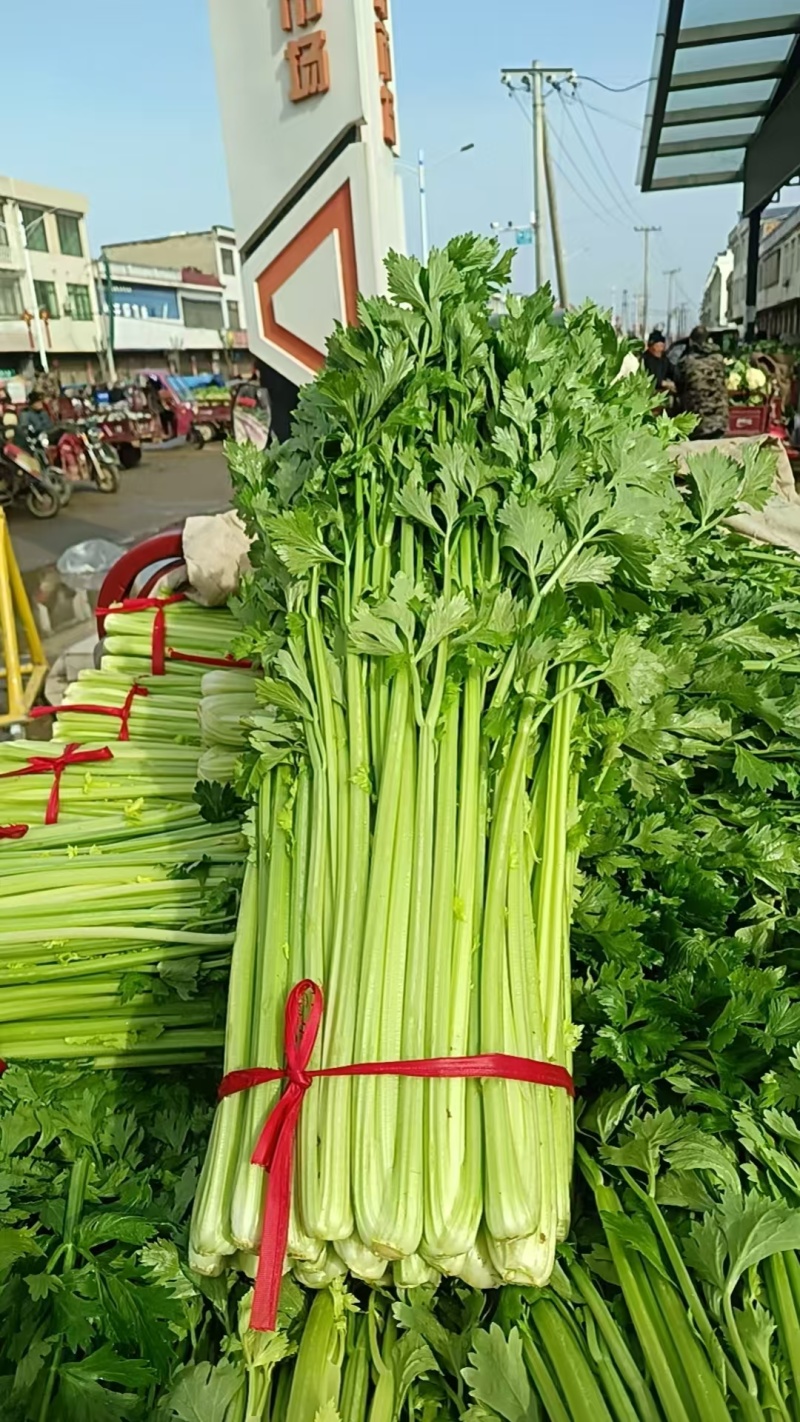 河南法国皇后芹菜新鲜脆嫩产地直批量大质优代办