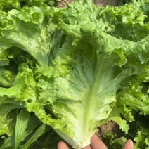 邯郸精品生菜，量大从优，三包质量