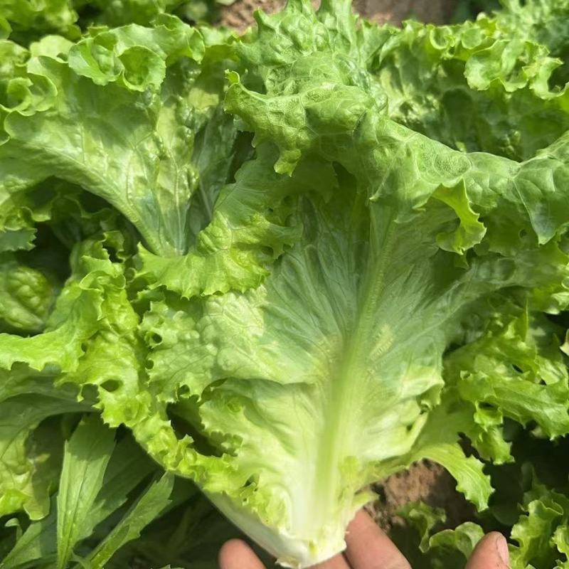 邯郸精品生菜，量大从优，三包质量