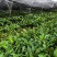 广西南宁新鲜大芫荽大叶香菜量大价优产地直发
