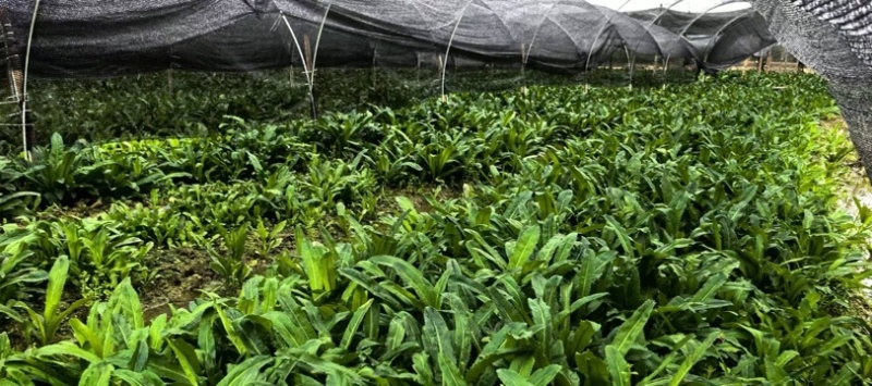 广西南宁新鲜大芫荽大叶香菜量大价优产地直发