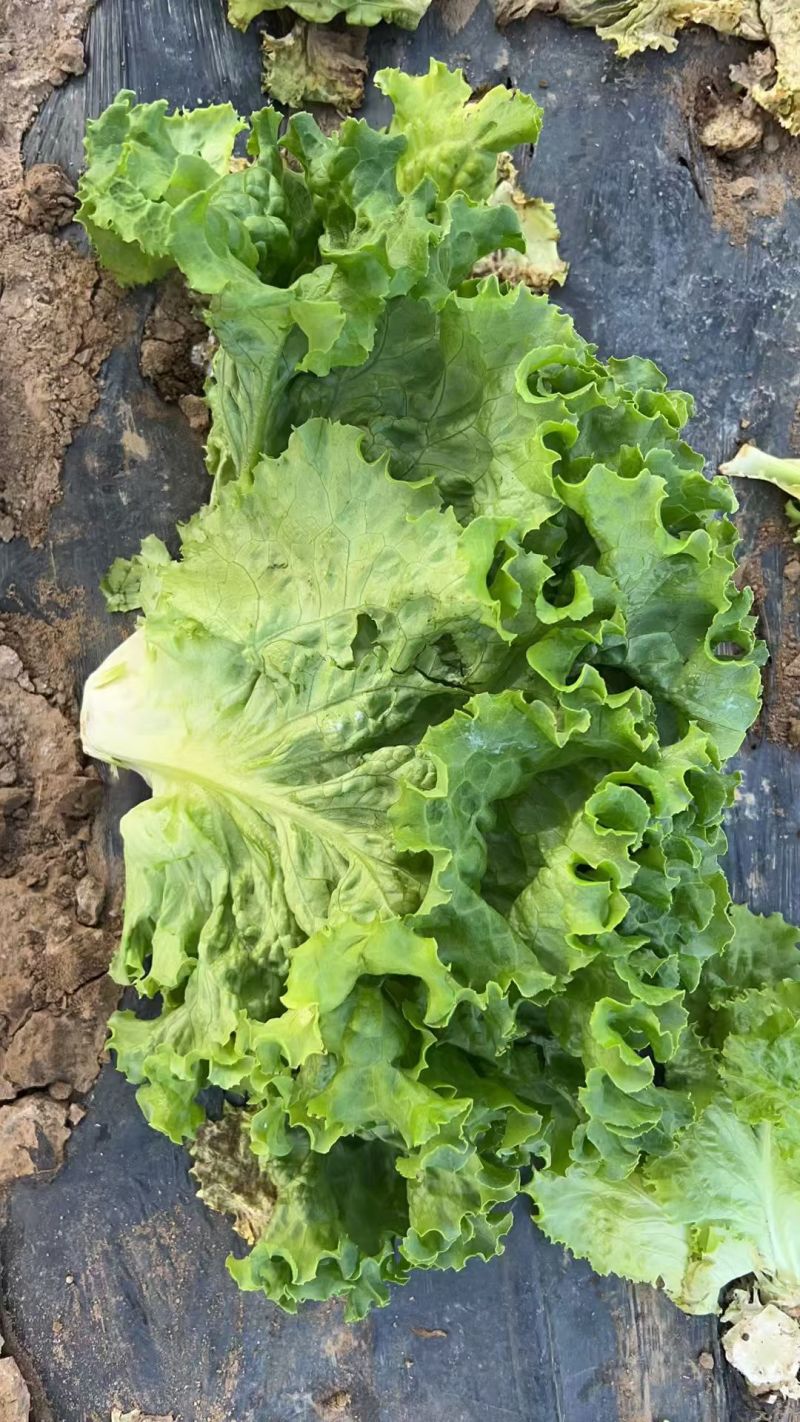 邯郸精品生菜，量大从优，三包质量