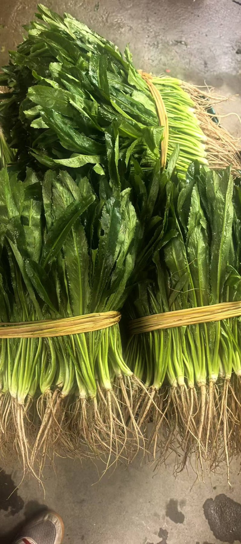 广西南宁新鲜大芫荽大叶香菜量大价优产地直发