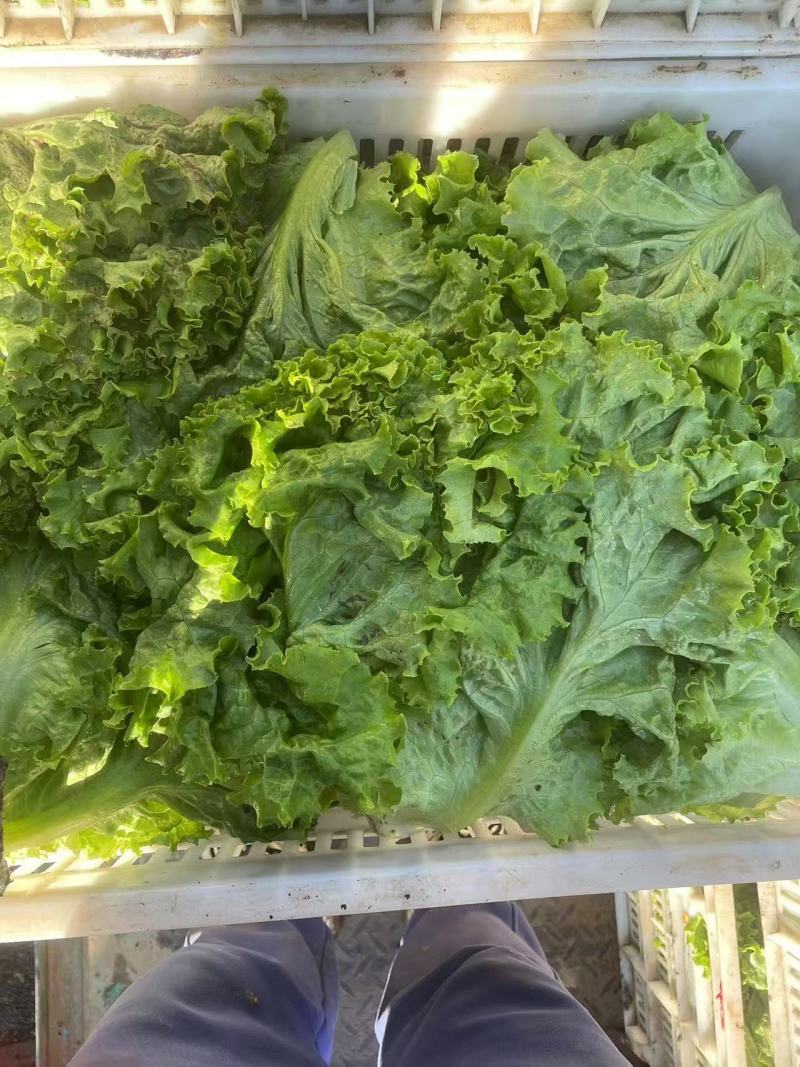 邯郸精品生菜，量大从优，三包质量