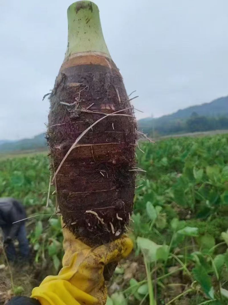 广东乐昌芋头香芋炮弹芋头口感粉糯香基地一手货源