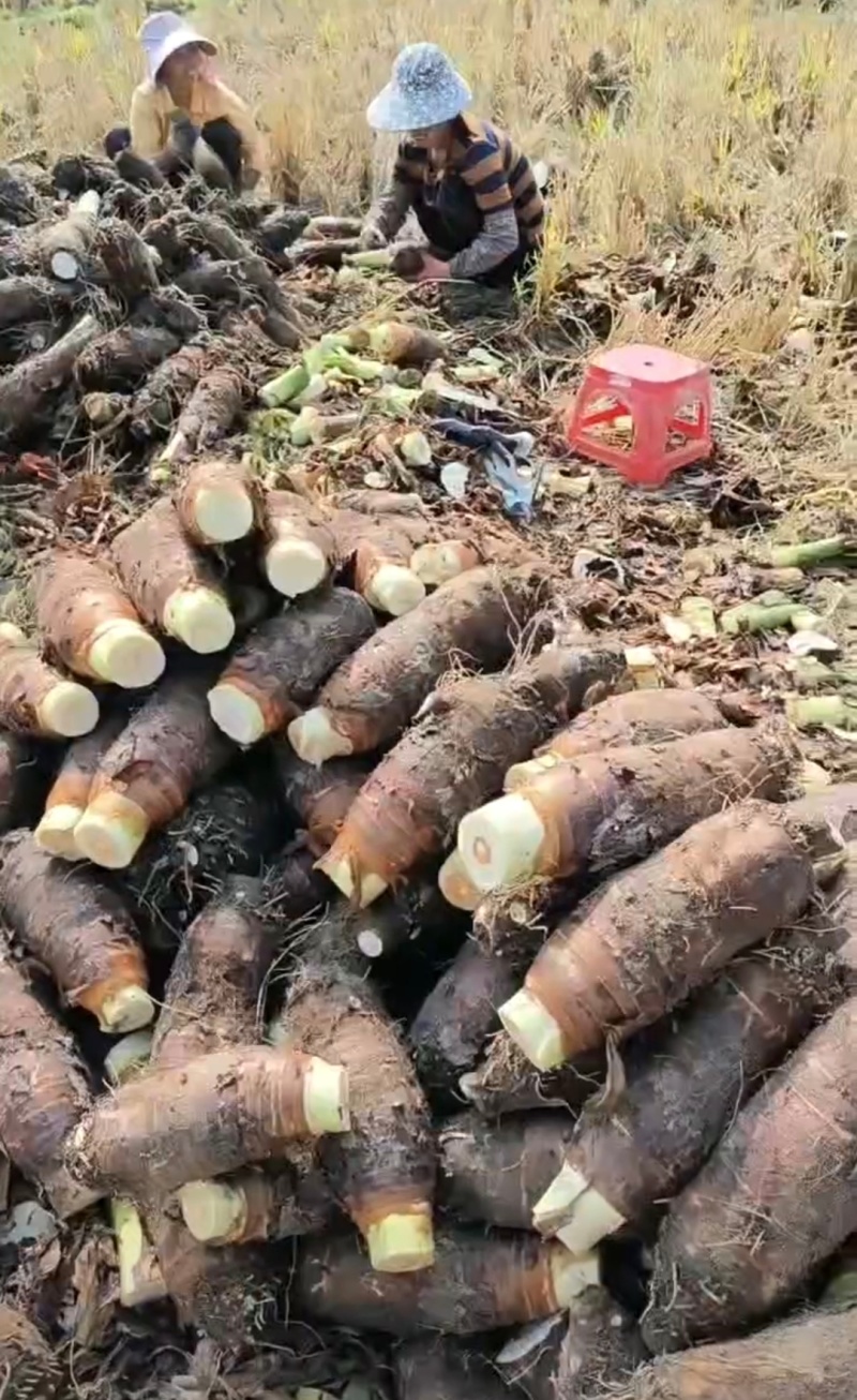 广东乐昌芋头香芋炮弹芋头口感粉糯香基地一手货源