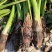 广东乐昌芋头香芋炮弹芋头口感粉糯香基地一手货源