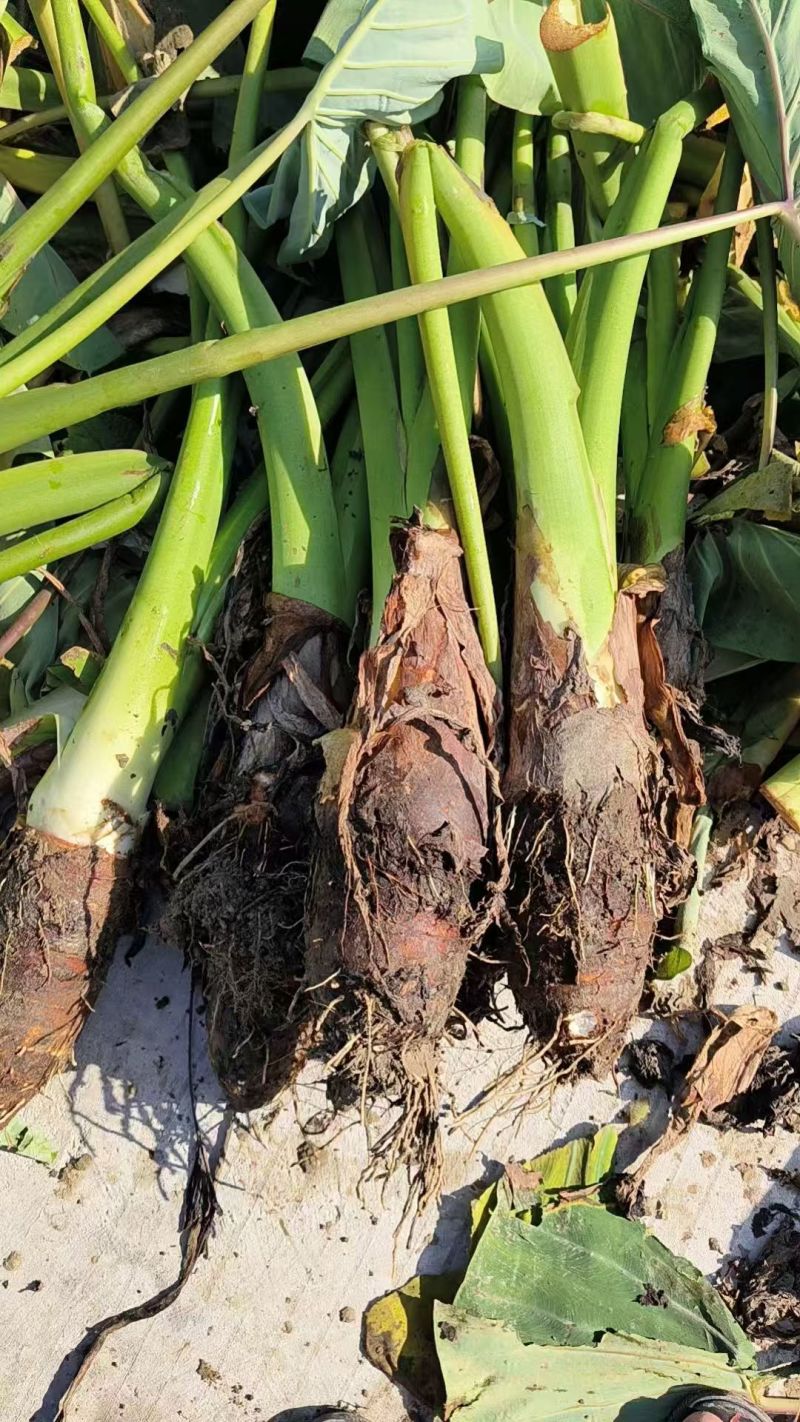 广东乐昌芋头香芋炮弹芋头口感粉糯香基地一手货源