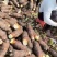 广东乐昌芋头香芋炮弹芋头口感粉糯香基地一手货源