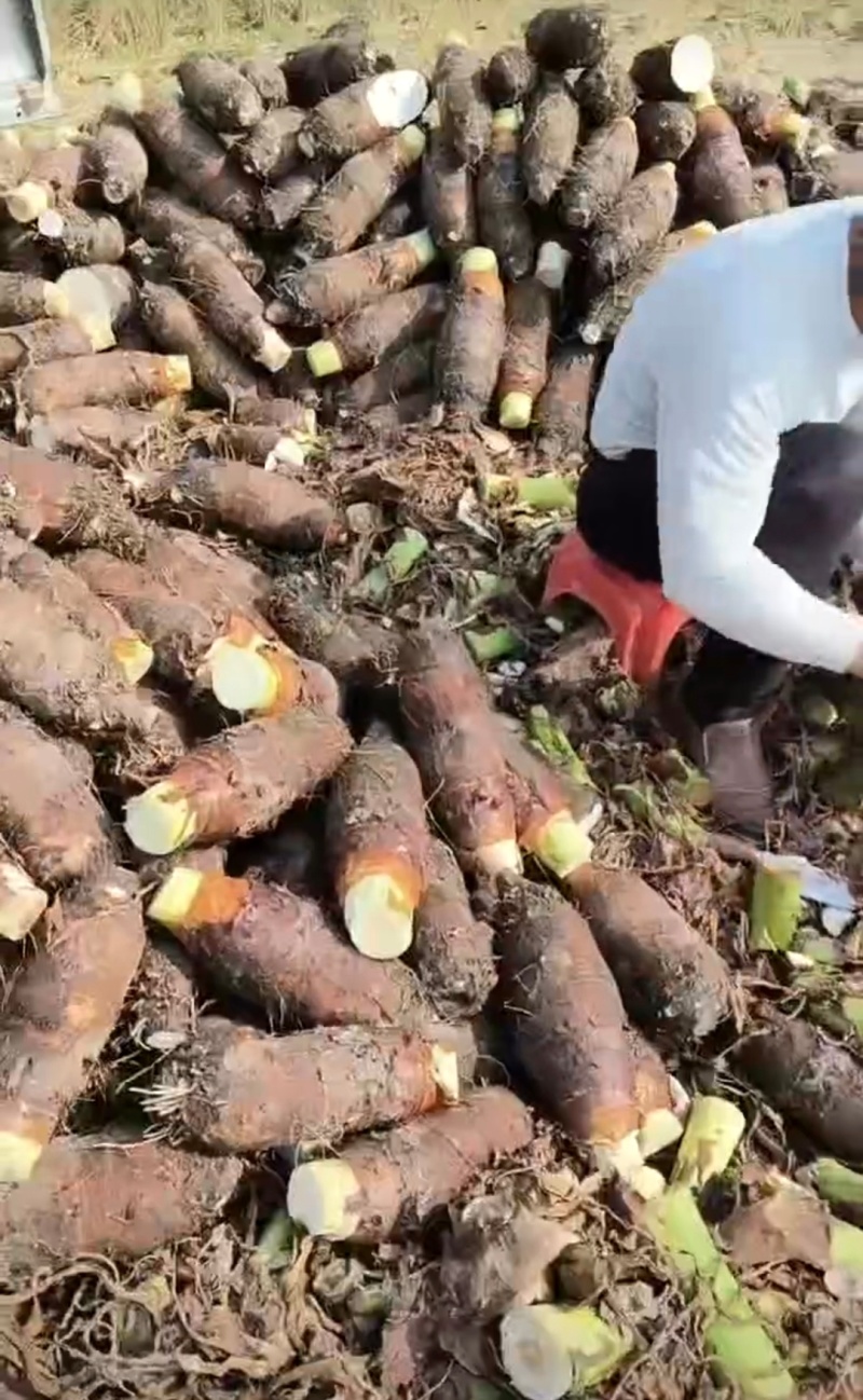 广东乐昌芋头香芋炮弹芋头口感粉糯香基地一手货源