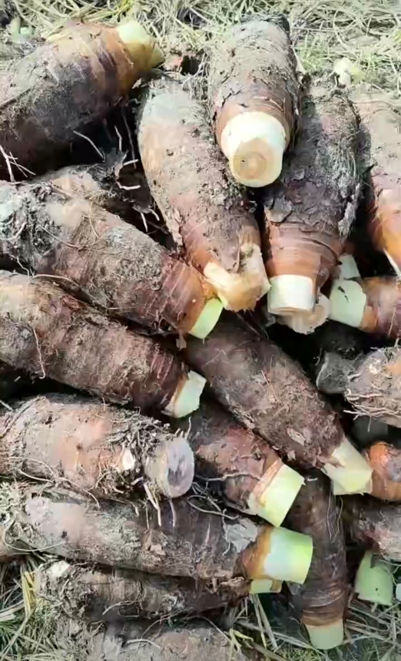 广东乐昌芋头香芋炮弹芋头口感粉糯香基地一手货源
