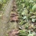 广东乐昌芋头香芋炮弹芋头口感粉糯香基地一手货源