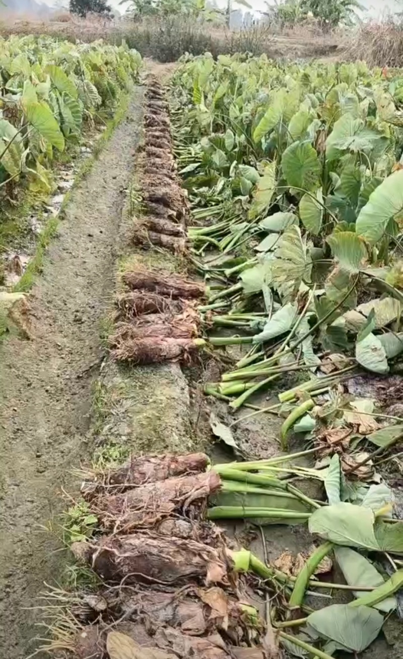 广东乐昌芋头香芋炮弹芋头口感粉糯香基地一手货源