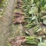 广东乐昌芋头香芋炮弹芋头口感粉糯香基地一手货源