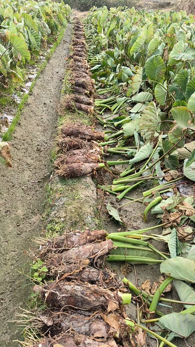 广东乐昌芋头香芋炮弹芋头口感粉糯香基地一手货源