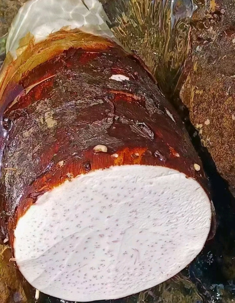 广东乐昌芋头香芋炮弹芋头口感粉糯香基地一手货源