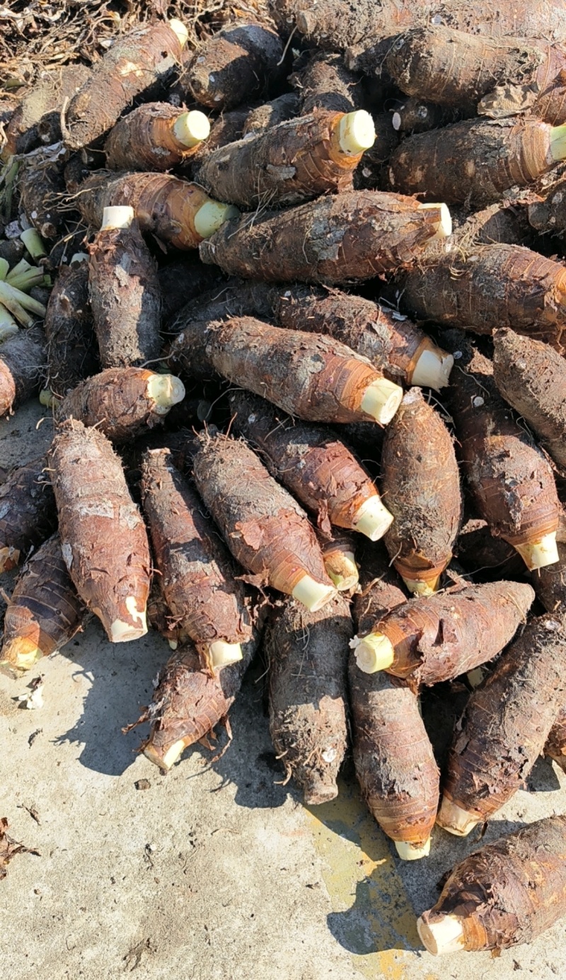广东乐昌芋头香芋炮弹芋头口感粉糯香基地一手货源