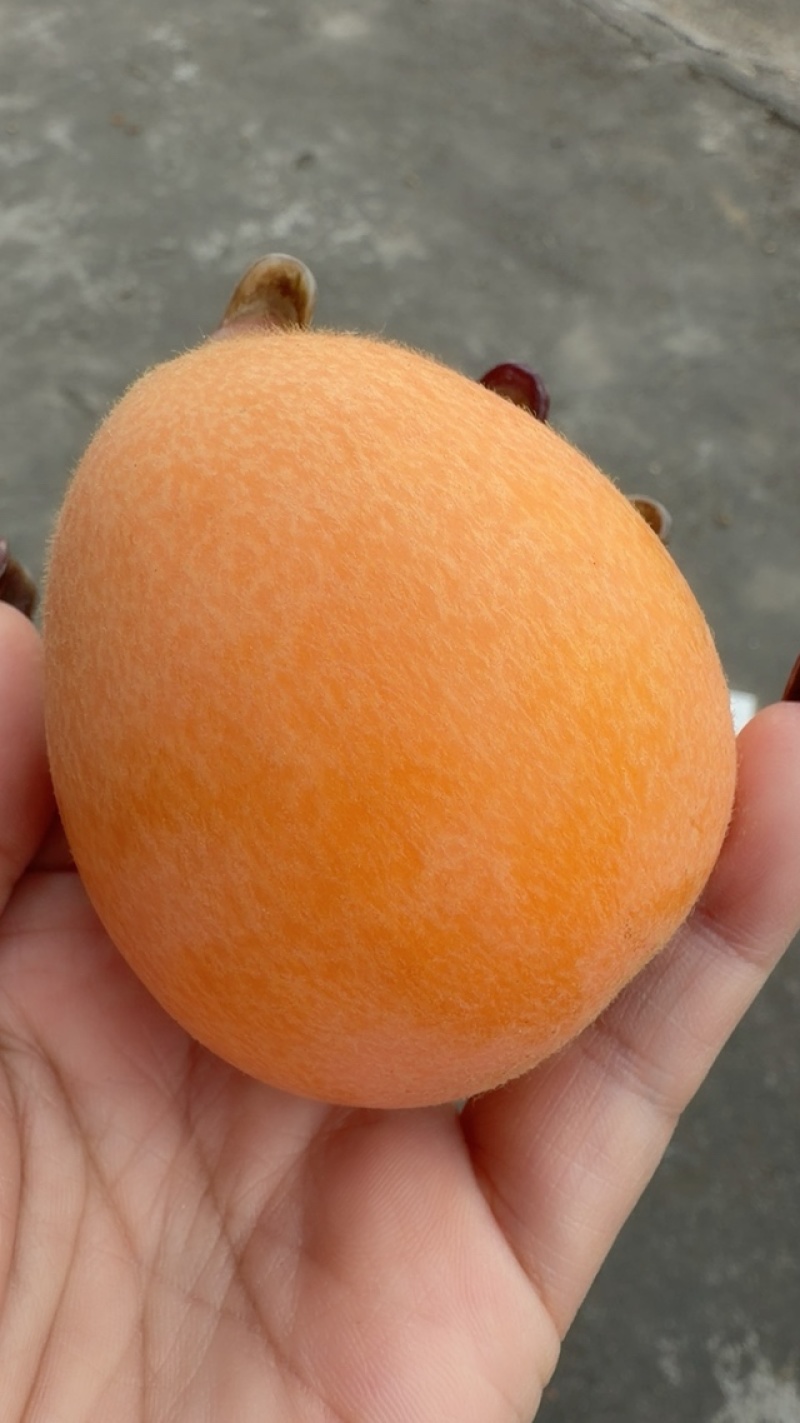 这两天果子超大