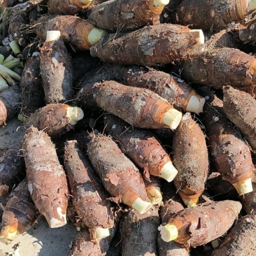 广东乐昌芋头香芋炮弹芋头口感粉糯香基地一手货源