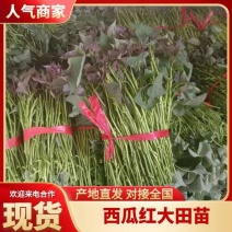 西瓜红大田苗冷棚蔓头苗普薯32大田剪苗