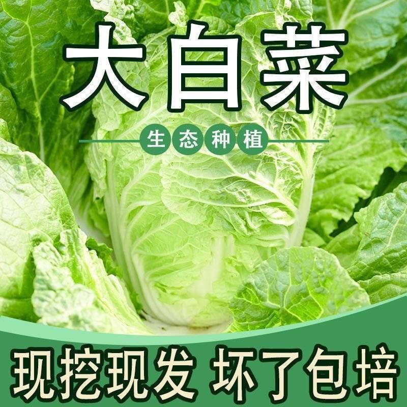 郯城县精品大白菜