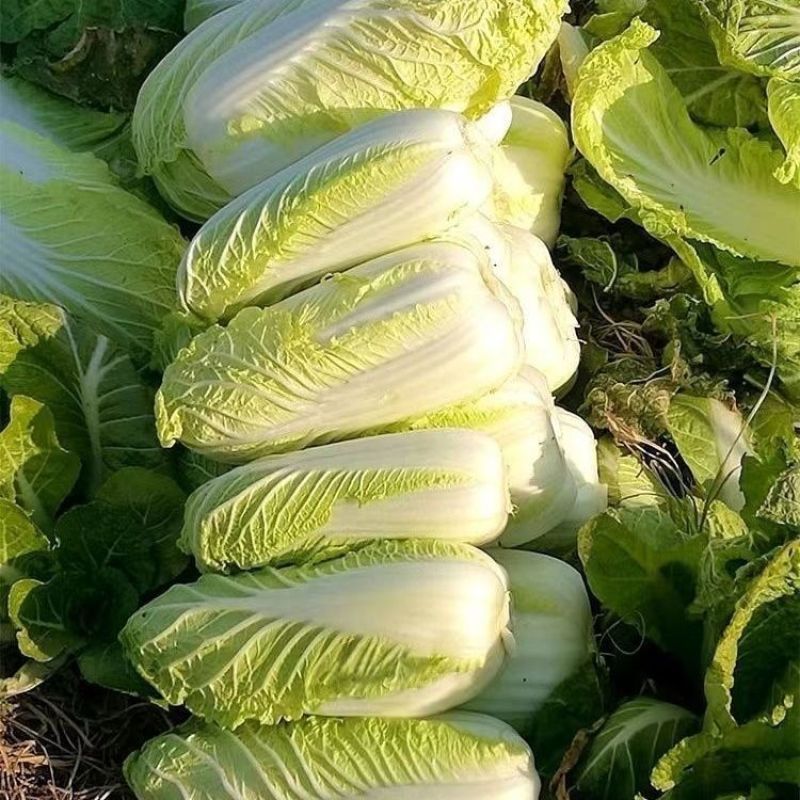 郯城县精品大白菜