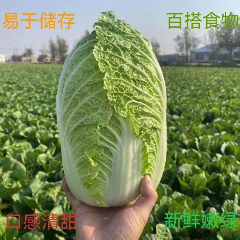 郯城县精品大白菜