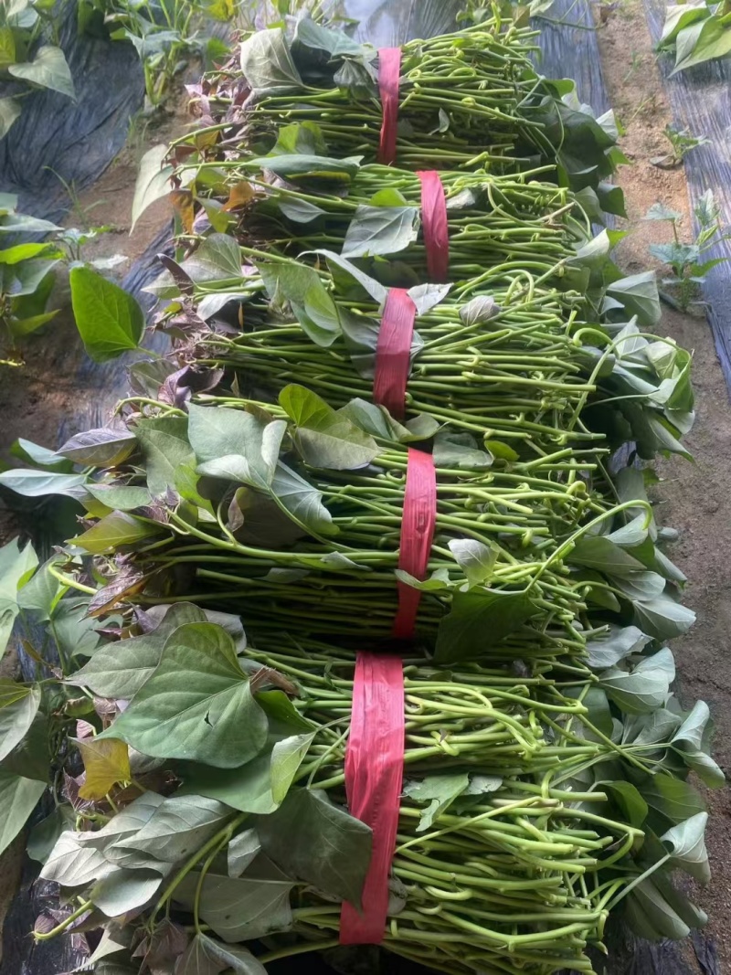 西瓜红大田苗冷棚蔓头苗普薯32大田剪苗