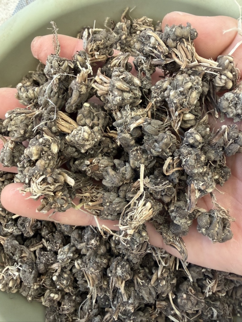 精品毛头野生猫爪草
