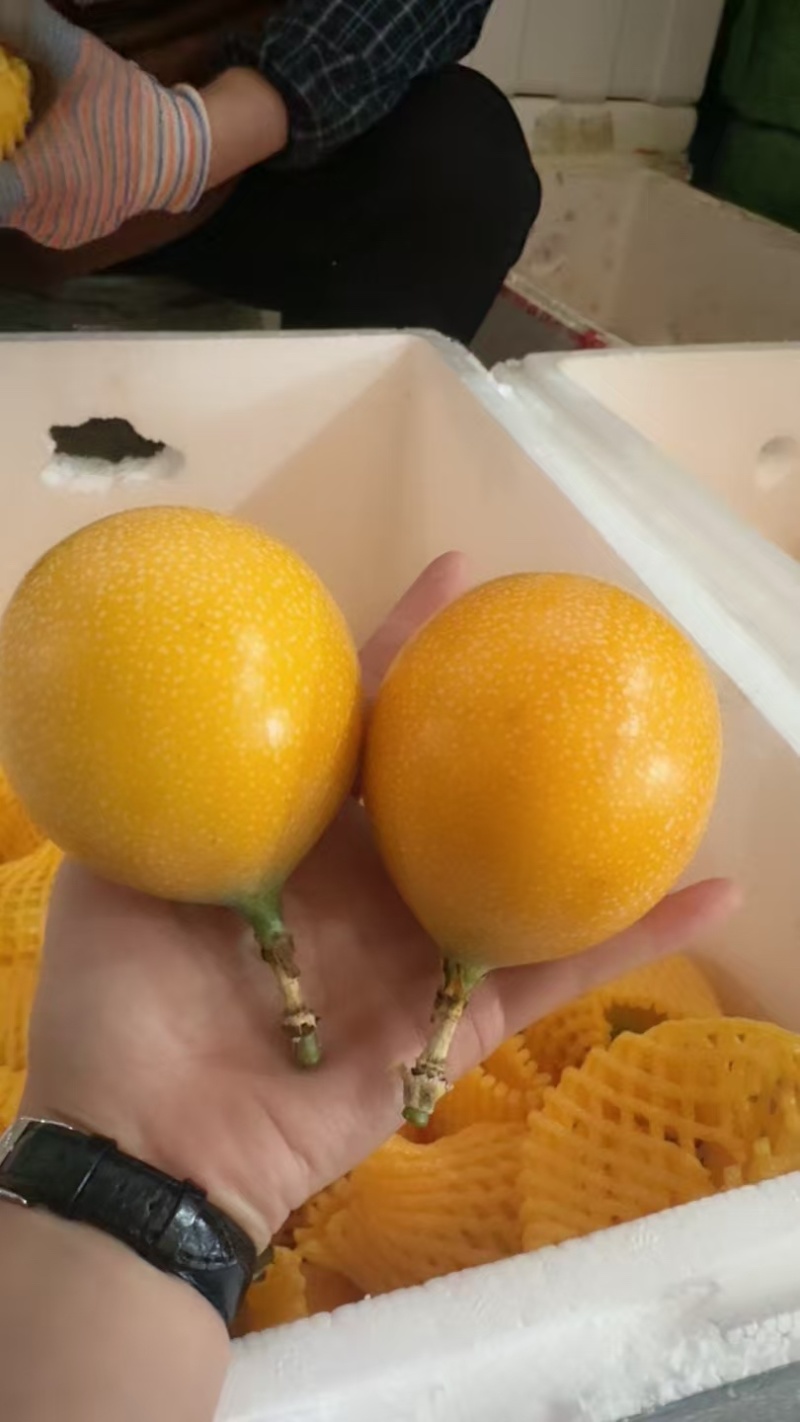 云南版纳热情果一手代办货源充足供应全国各大市场社区团购商