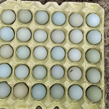 散养华北柴鸡五黑鸡产绿壳蛋