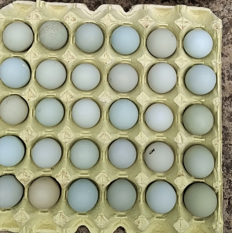 散养华北柴鸡五黑鸡产绿壳蛋