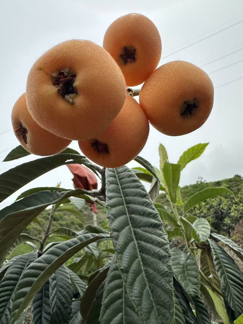 五星大枇杷大量上市了，有需要的老板联系我！
