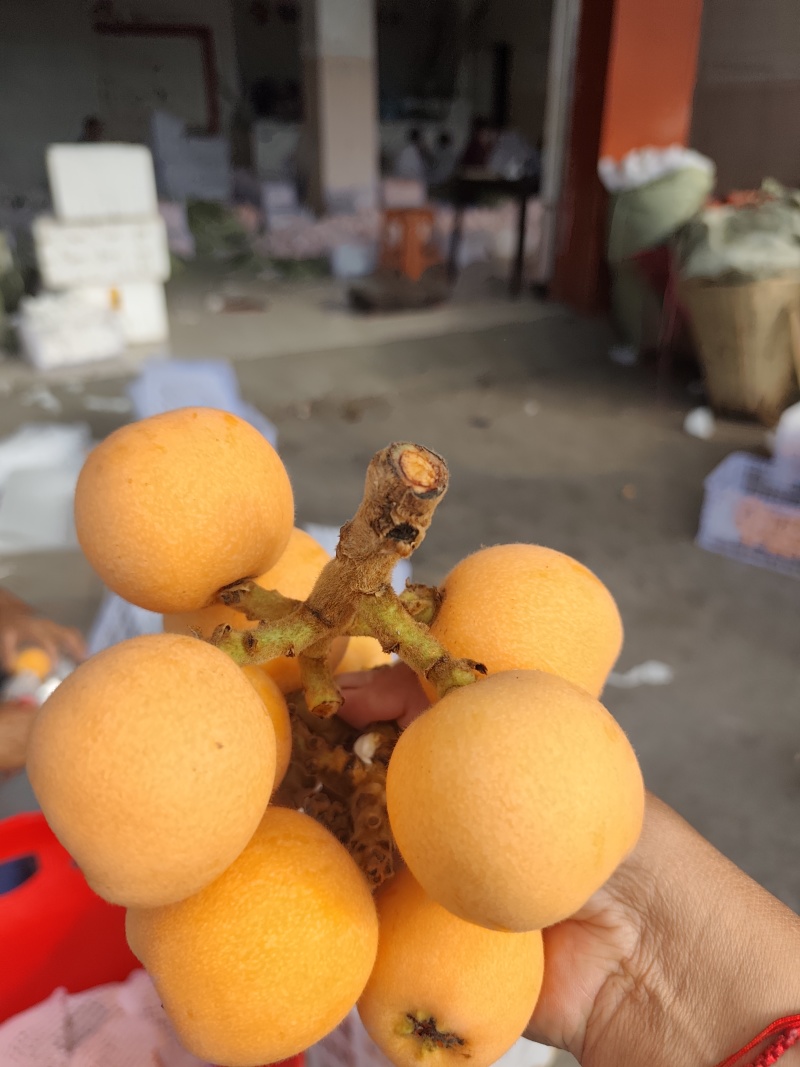 五星大枇杷大量上市了，有需要的老板联系我！