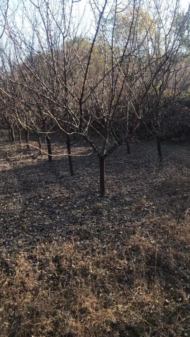 山杏树