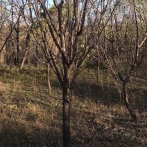 山杏树