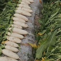 大白萝卜