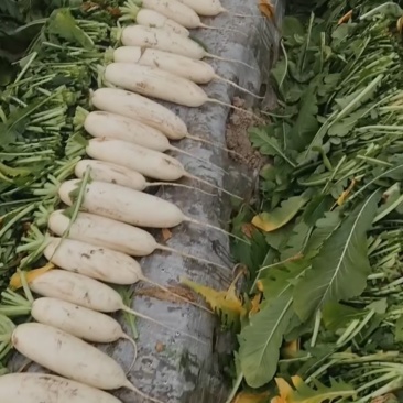 大白萝卜