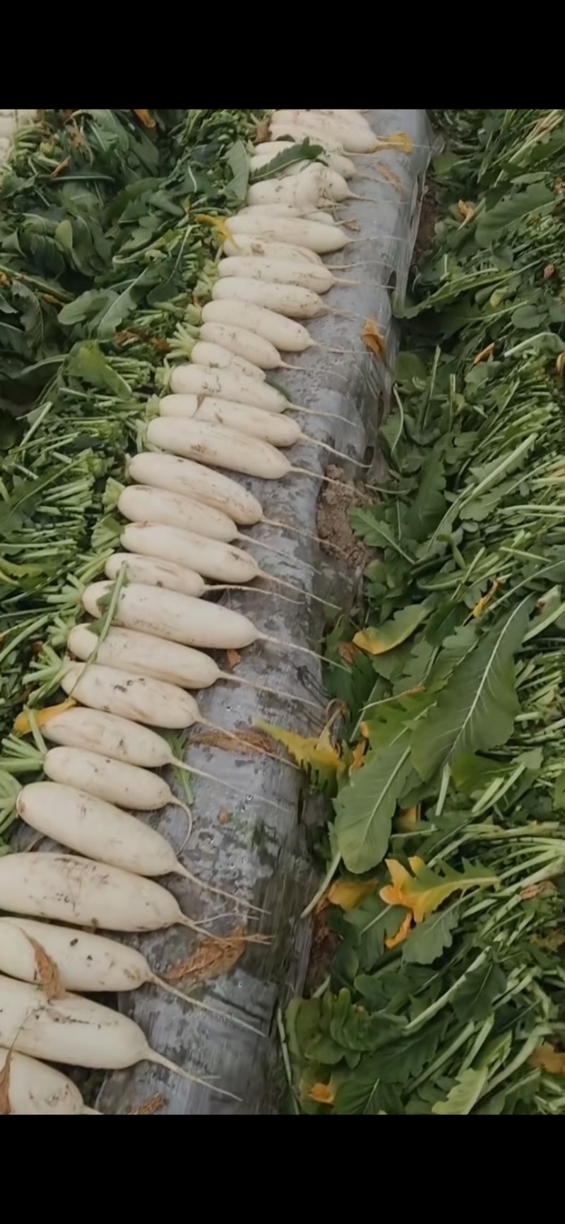 大白萝卜