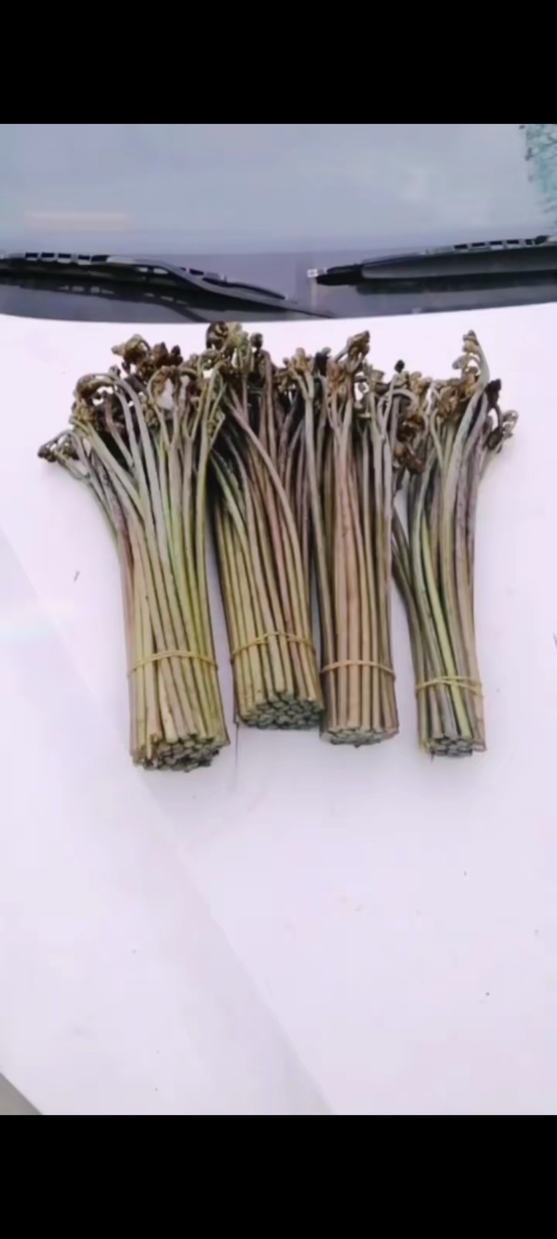 四川蕨菜，鲜货，长30cm左右
