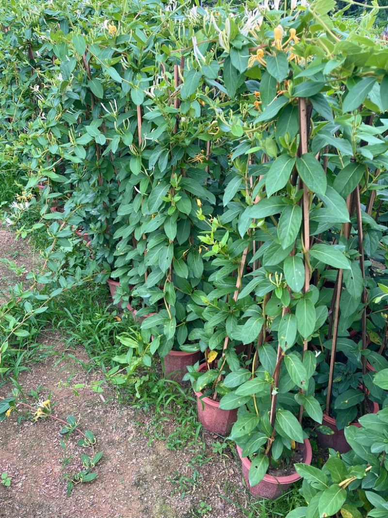 金银花/金银花盆栽苗