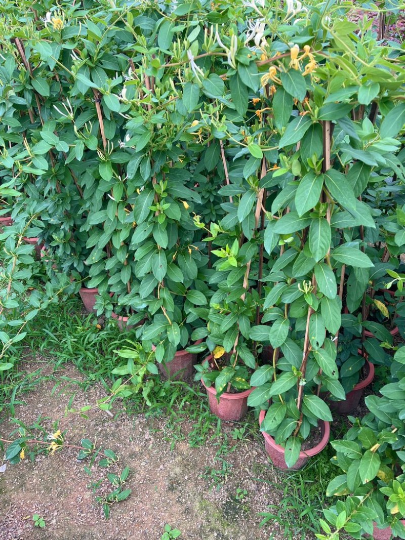 金银花/金银花盆栽苗