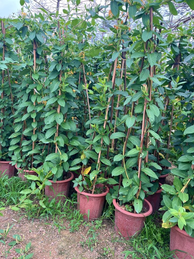 金银花/金银花盆栽苗
